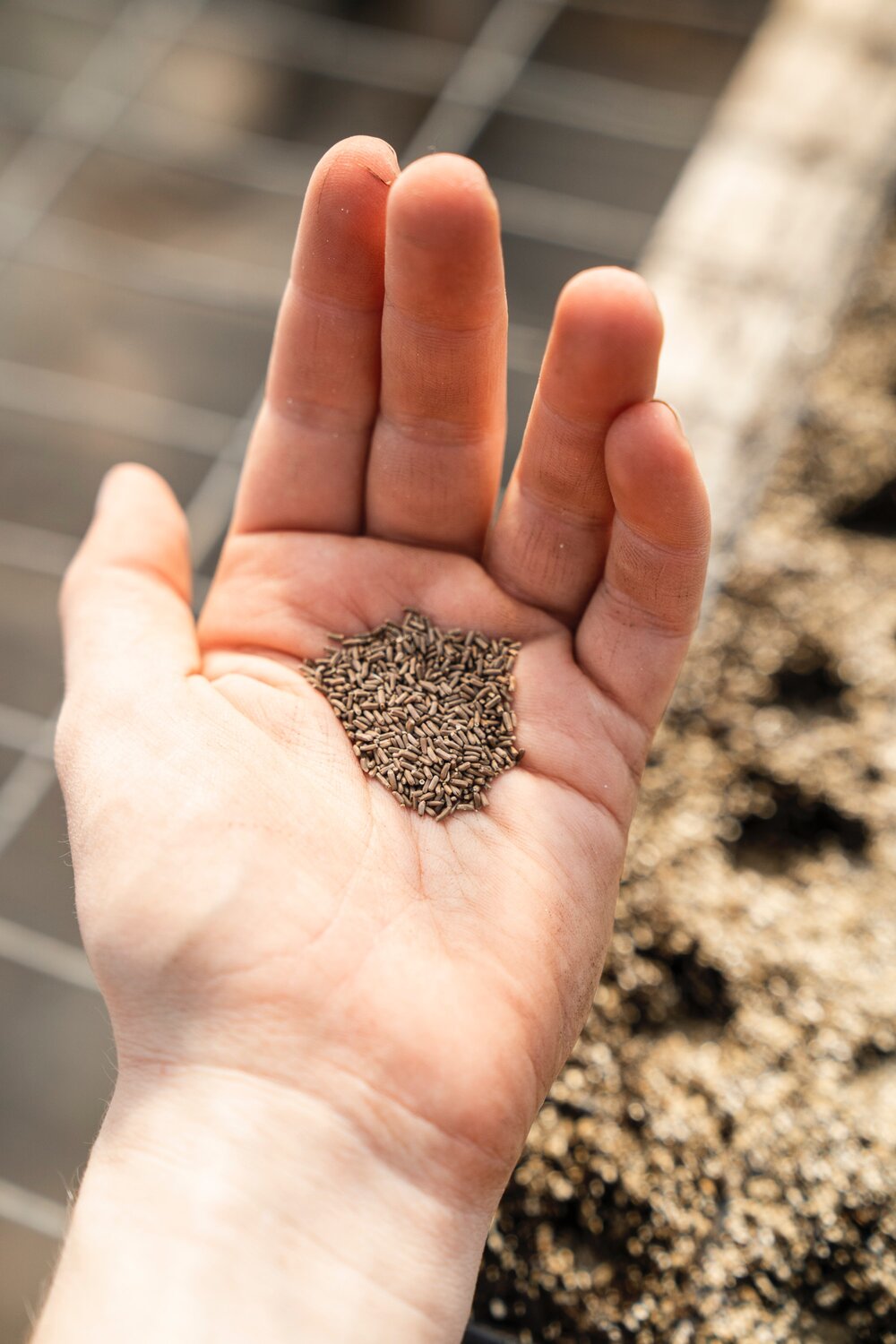 An image of seeds in a person's hand. What are Heirloom seeds?