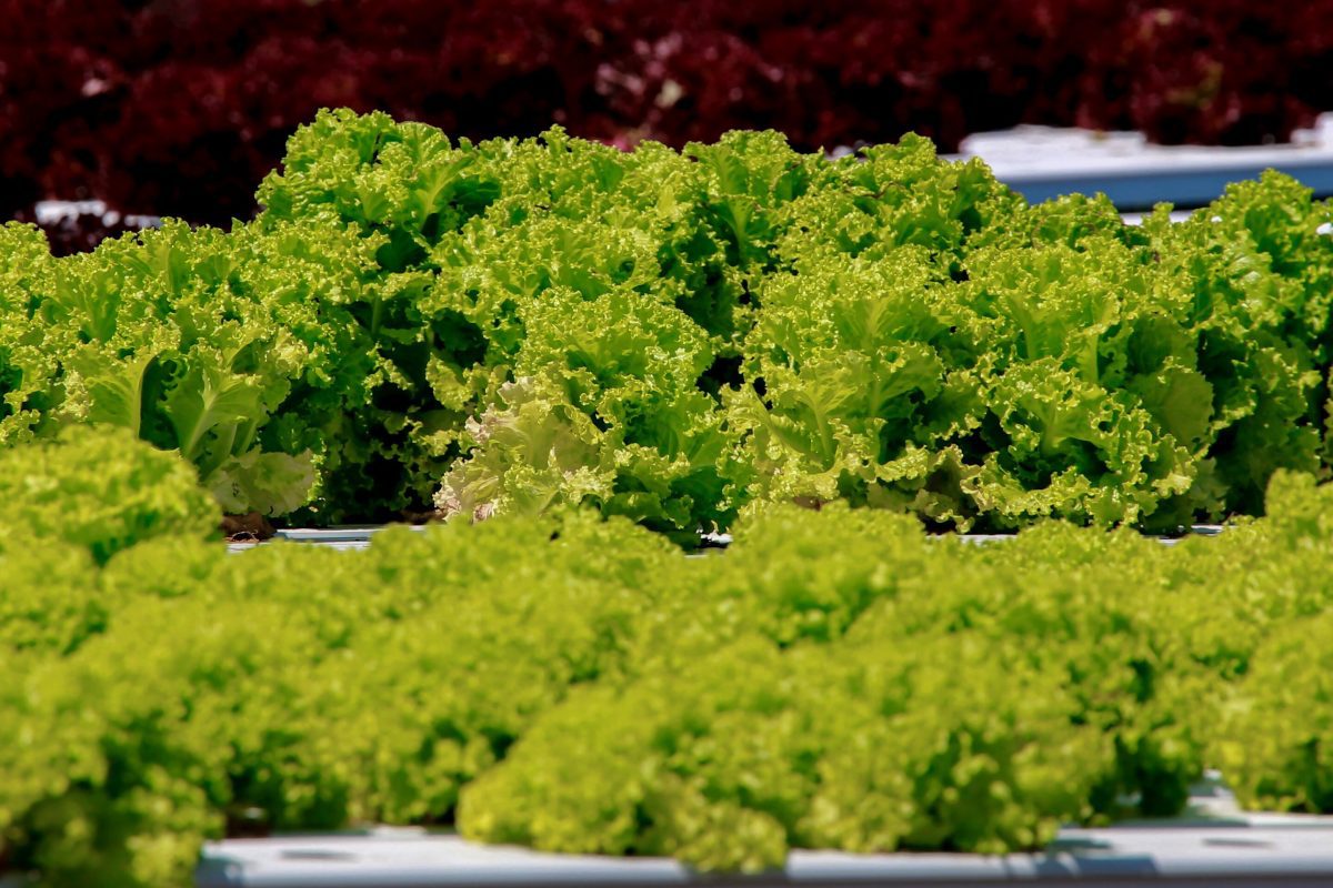 An image of lettuce growing