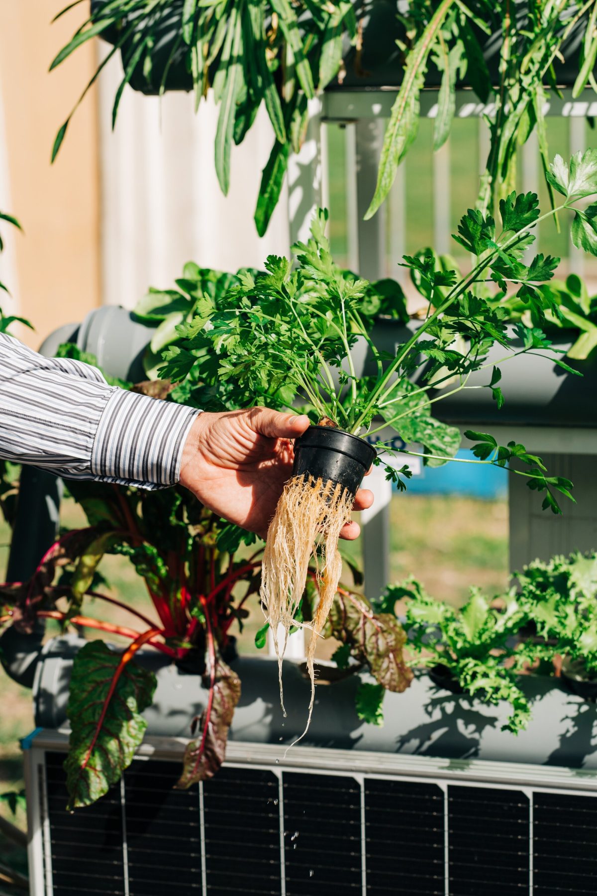 What is hydroponics?