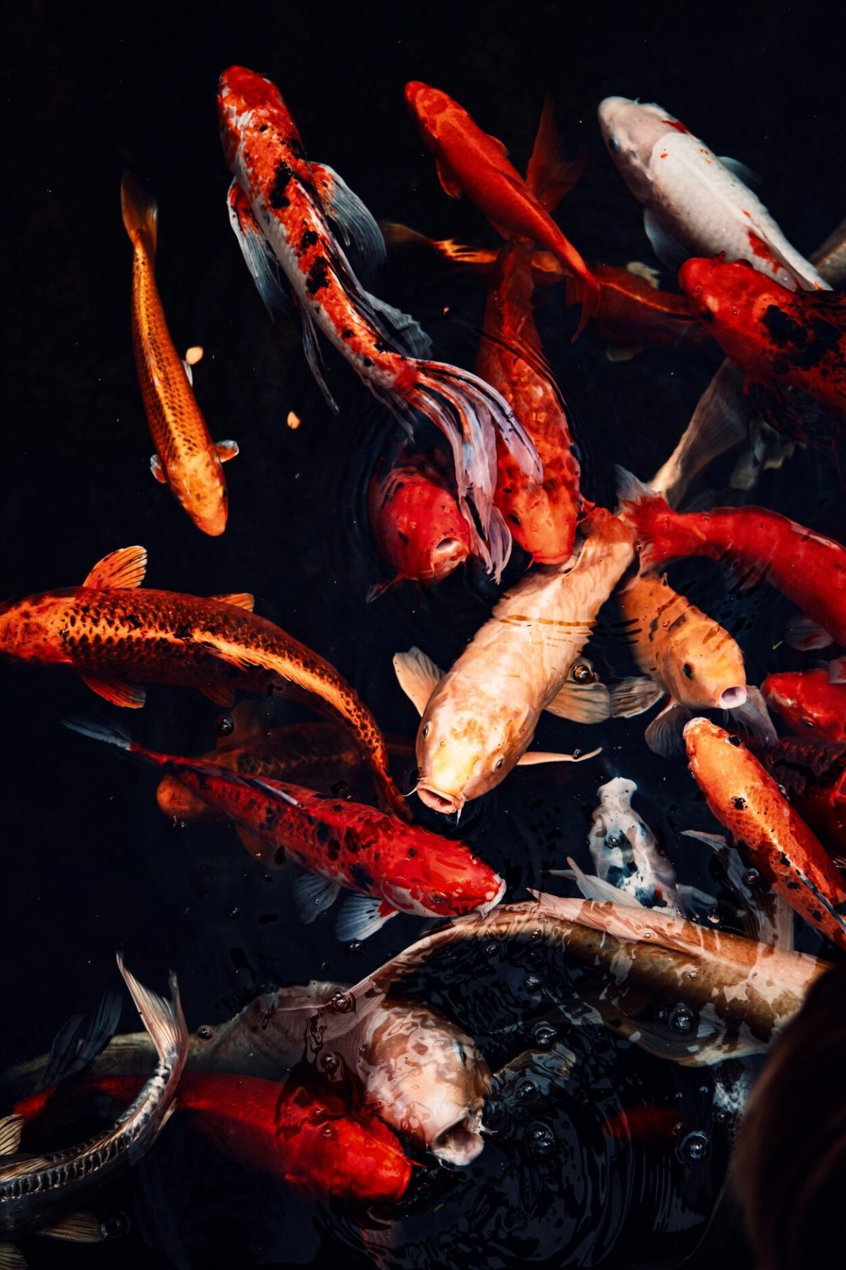 Koi fish in a pond