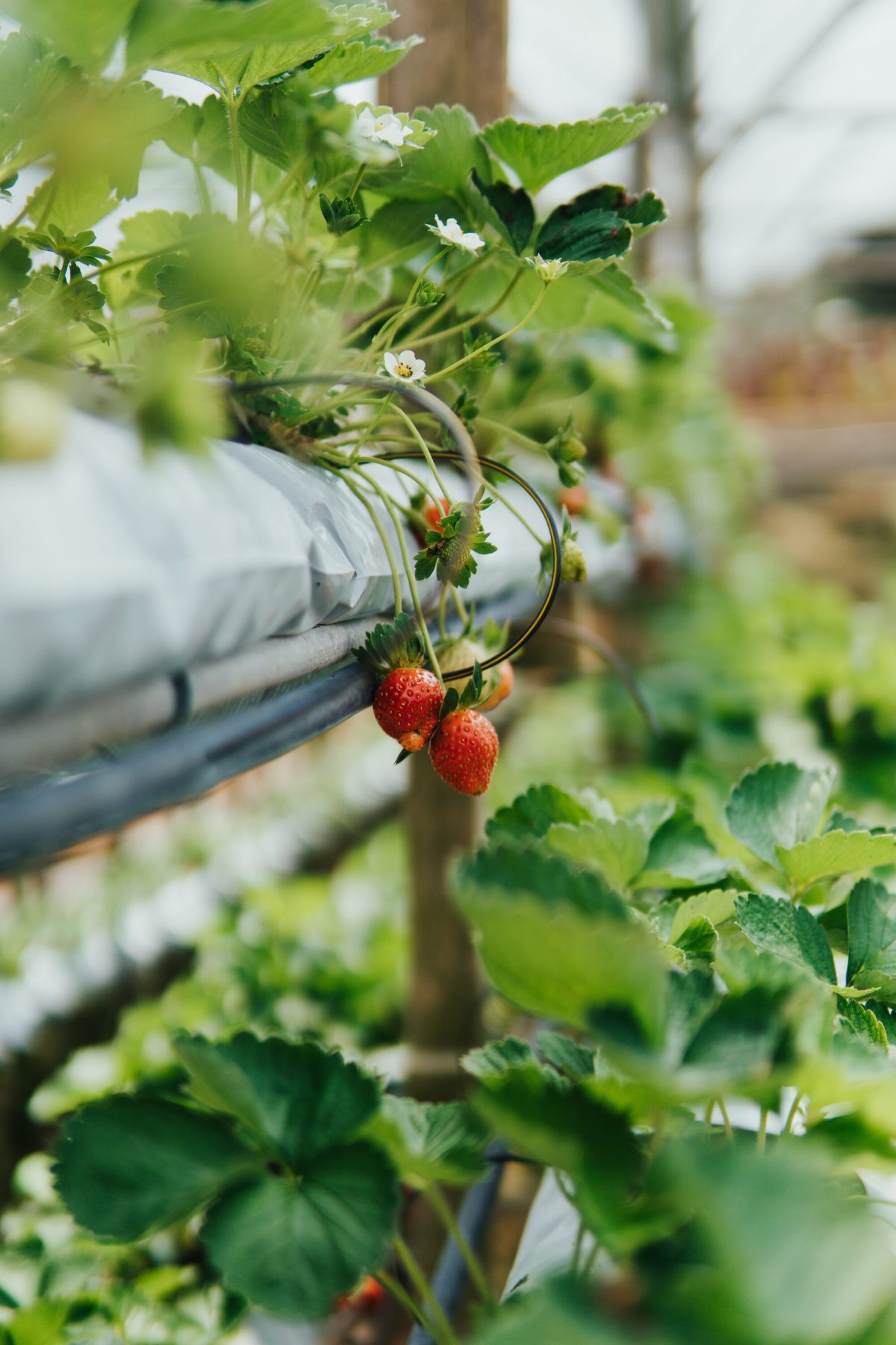 Strawberries growing in an aquaponics system