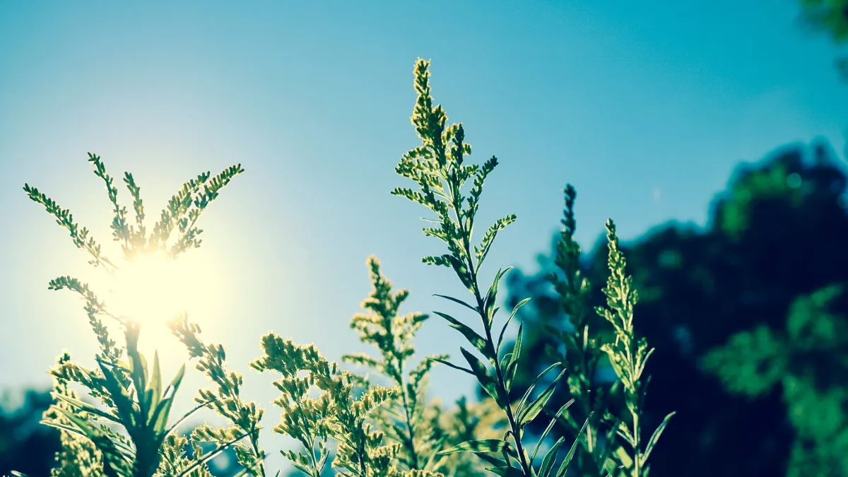 An image of sunlight filtering through plants in a field