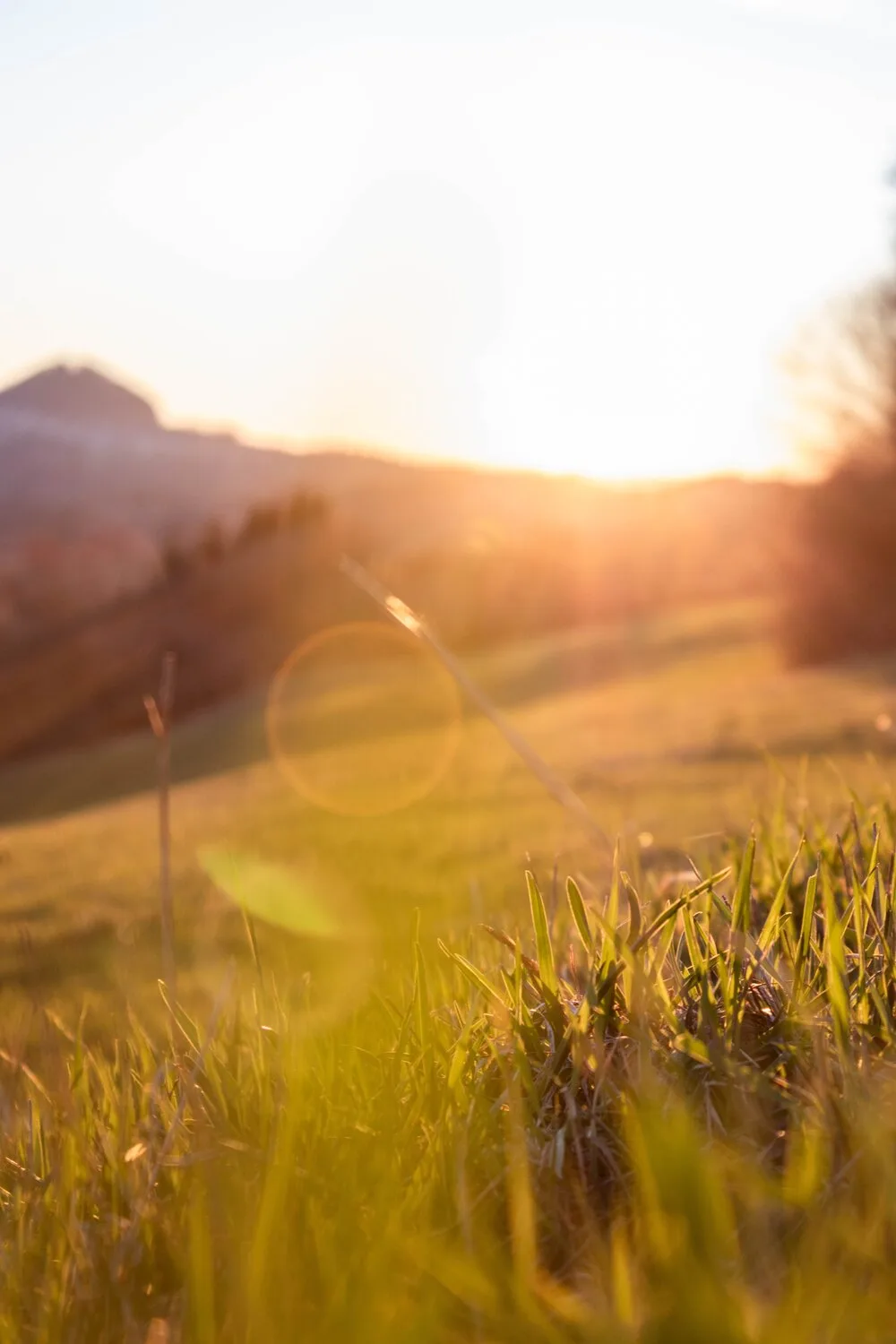 An image of a sunny field
