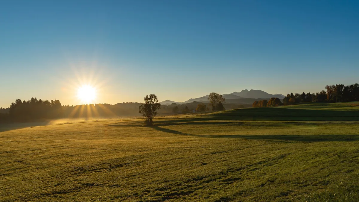 An image of a sunny field.